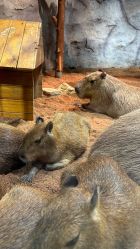 -Zoolung Zoolung动物主题公园(海信广场店)