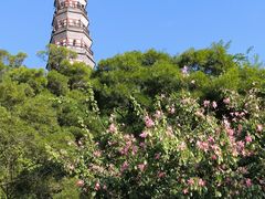 -顺峰山公园