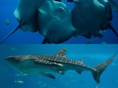 -珠海长隆海洋王国