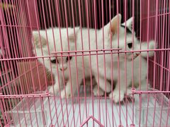 -曲阳花鸟市场(曲阳路店)