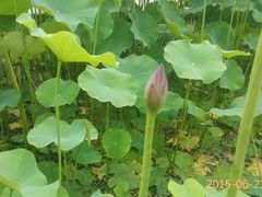 -白塘生态植物园