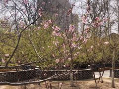 -桃花堤公园