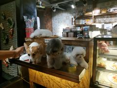 -more than meow吴止猫主题餐厅(承德 中船汇店)