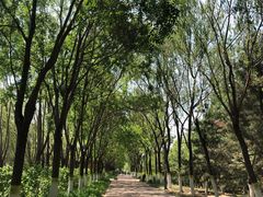 -大兴滨河森林公园