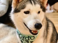 -Husky Go! 哈士奇体验馆·宠物咖啡厅狗咖