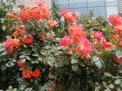 -大连医科大学附属第二医院(总院)
