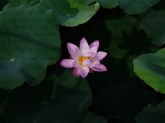 -荷塘月色湿地公园·向阳花洲