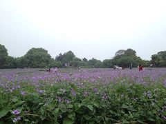 -保利石象湖景区