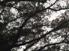 -上海佘山国家森林公园天马山园