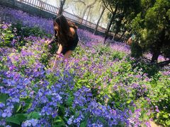 -泰州凤城河风景区-泰山公园