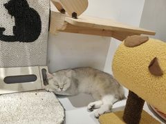 -COLOR PETS 撸猫馆·购猫·猫咖(长风大悦城店)