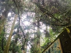 -天目山大树王景区