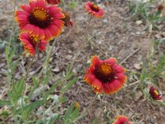 -济南国际园博园