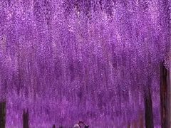 -重庆彩云湖湿地公园