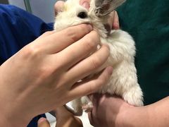 -雨林宠物医院 非犬猫异宠专科