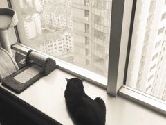 -喵店&猫咖