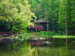 -上海滨江森林公园