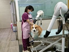 -暖阳宠物医院·犬猫康复中心·骨科