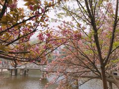 -武汉大学-樱园