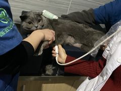 -瑞派名望24h动物医院异宠专科·猫专科·骨科·重症监护分院