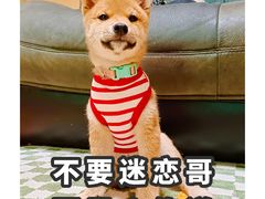 -天使宠物医院·犬猫分诊(彩虹店)