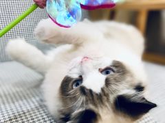 -滚猫咖啡·猫咖·猫友好撸猫(未来城店)
