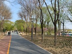 -大兴滨河森林公园