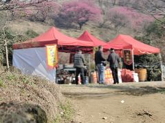 -新建村梅花