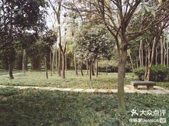 -神仙树公园