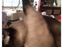 -萌喵宠狗爱心宠咖