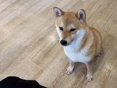 -南京Hallo宠物乐园·哈罗犬舍·柴犬繁育基地