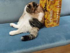 -滚猫咖啡·猫咖·猫友好撸猫(未来城店)