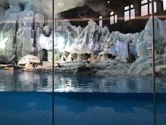 -帝企鹅自助餐厅•儿童岛•真企鹅(长隆企鹅酒店)