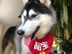 -Husky Go! 哈士奇体验馆·宠物咖啡厅狗咖