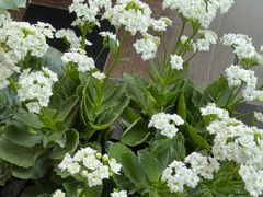 -园林格兰云天大酒店-太极名厨中餐厅