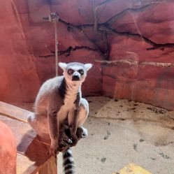-Zoolung Zoolung动物主题公园(海信广场店)