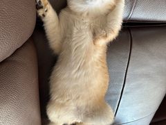 -东方名猫馆·英短金渐层布偶猫舍(环线广场1号楼店)