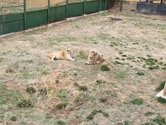 -新疆天山野生动物园