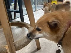 -柴犬高等学院·狗咖·柴犬售卖·宠物训练