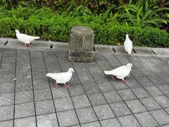 -磁器口古镇