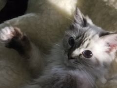 -Bastet sally猫舍购宠(静安店)