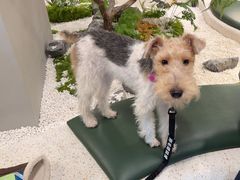 -帕帕拉兹宠物(亚洲旗舰店)