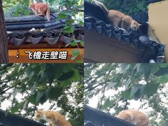 -西园戒幢律寺