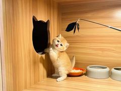 -猫十亿·布偶金渐层·曼基康矮脚猫舍(青年路店)