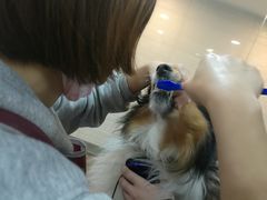 -PETKIT小佩宠物(古北店)