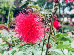 -西双版纳基诺山寨