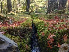 -西芳寺(苔寺)