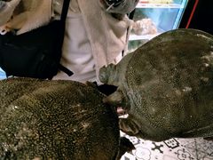 -状元甲·湖北甲鱼大王(汉口火车站店)