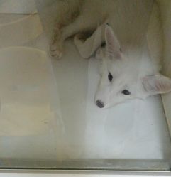 -神奇动物撸宠馆·羊驼·小浣熊·异宠(豫园店)
