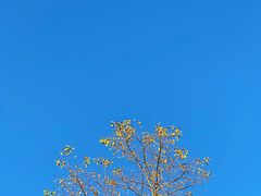 -春花秋色城市公园